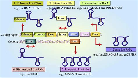 are lncrnas fake